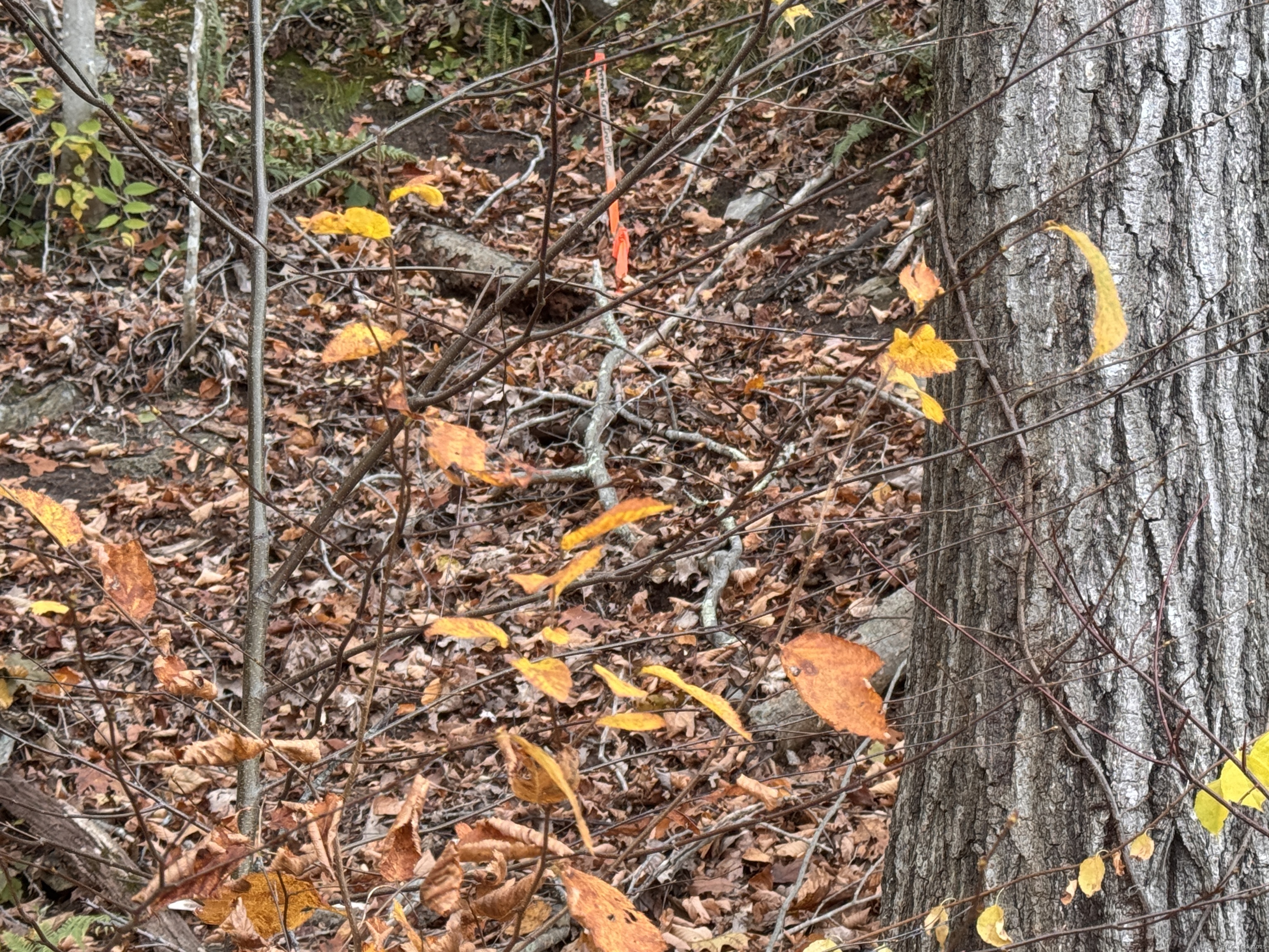 313 Nettleton Hollow Road