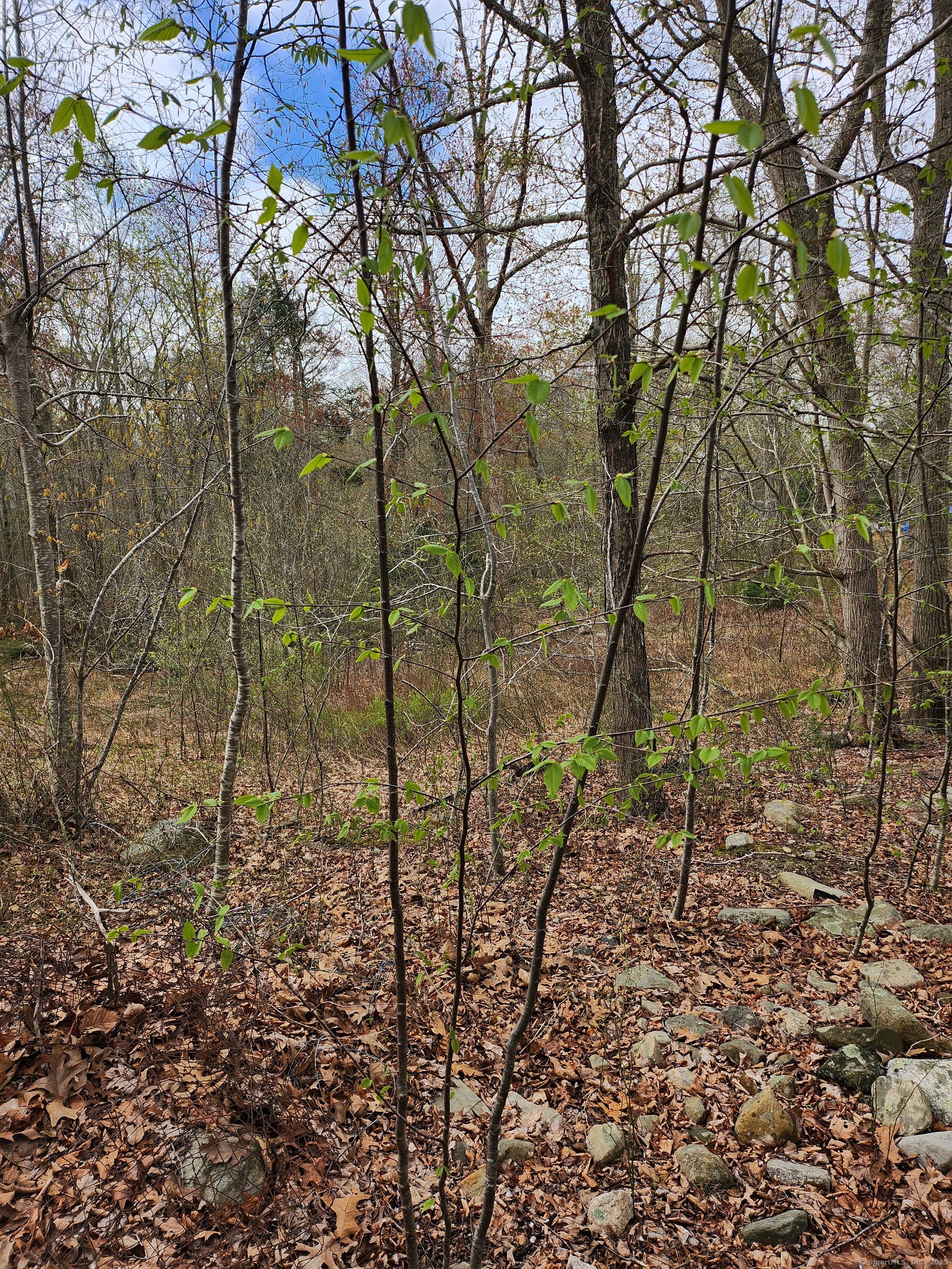 Westbrook Road, Deep River, Connecticut image 16