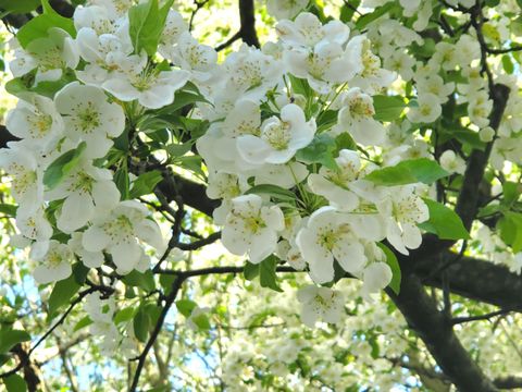 Tiny photo for 39 Nash Place #A, Norwalk, CT 06854 (MLS # 24149641)