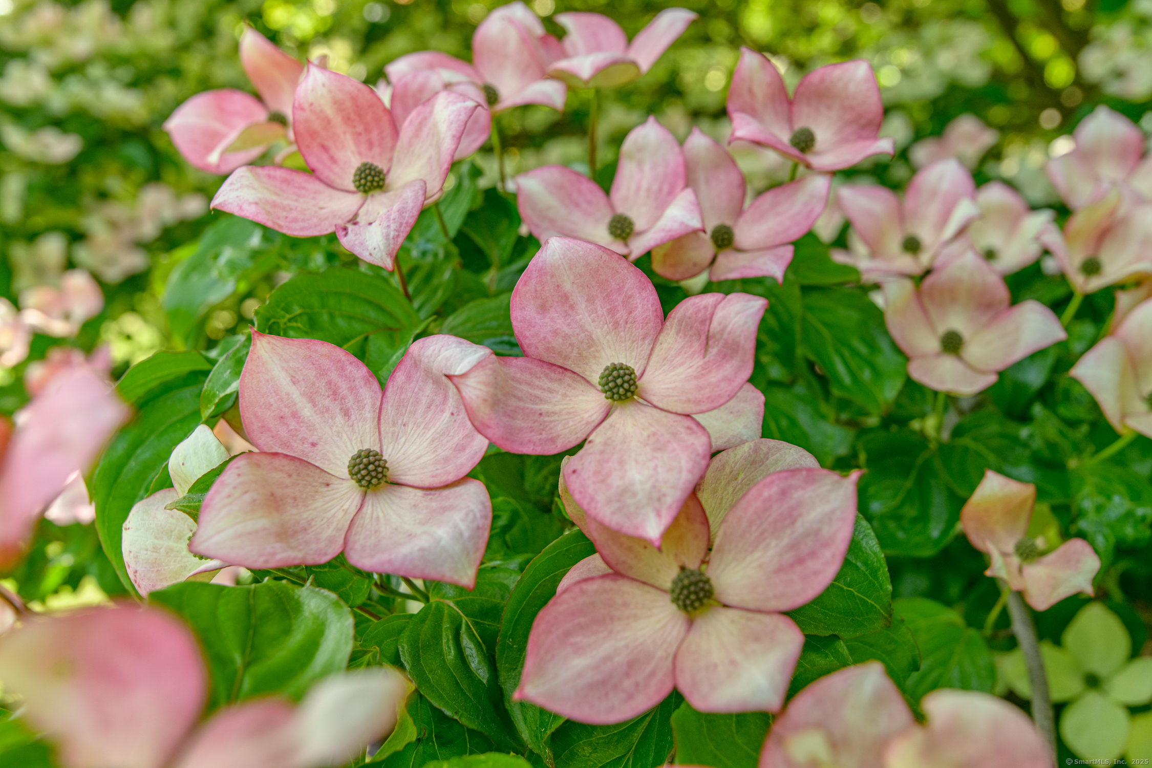 Woodstock, Connecticut 06281, United States, 3 Bedrooms Bedrooms, ,1 BathroomBathrooms,Residential,Pending,155890