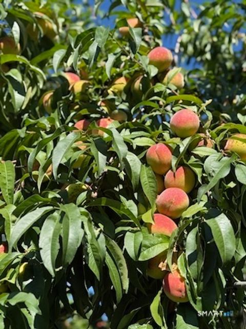 Tiny photo for 12 Red Oak Lane, Seymour, CT 06483 (MLS # 24148964)