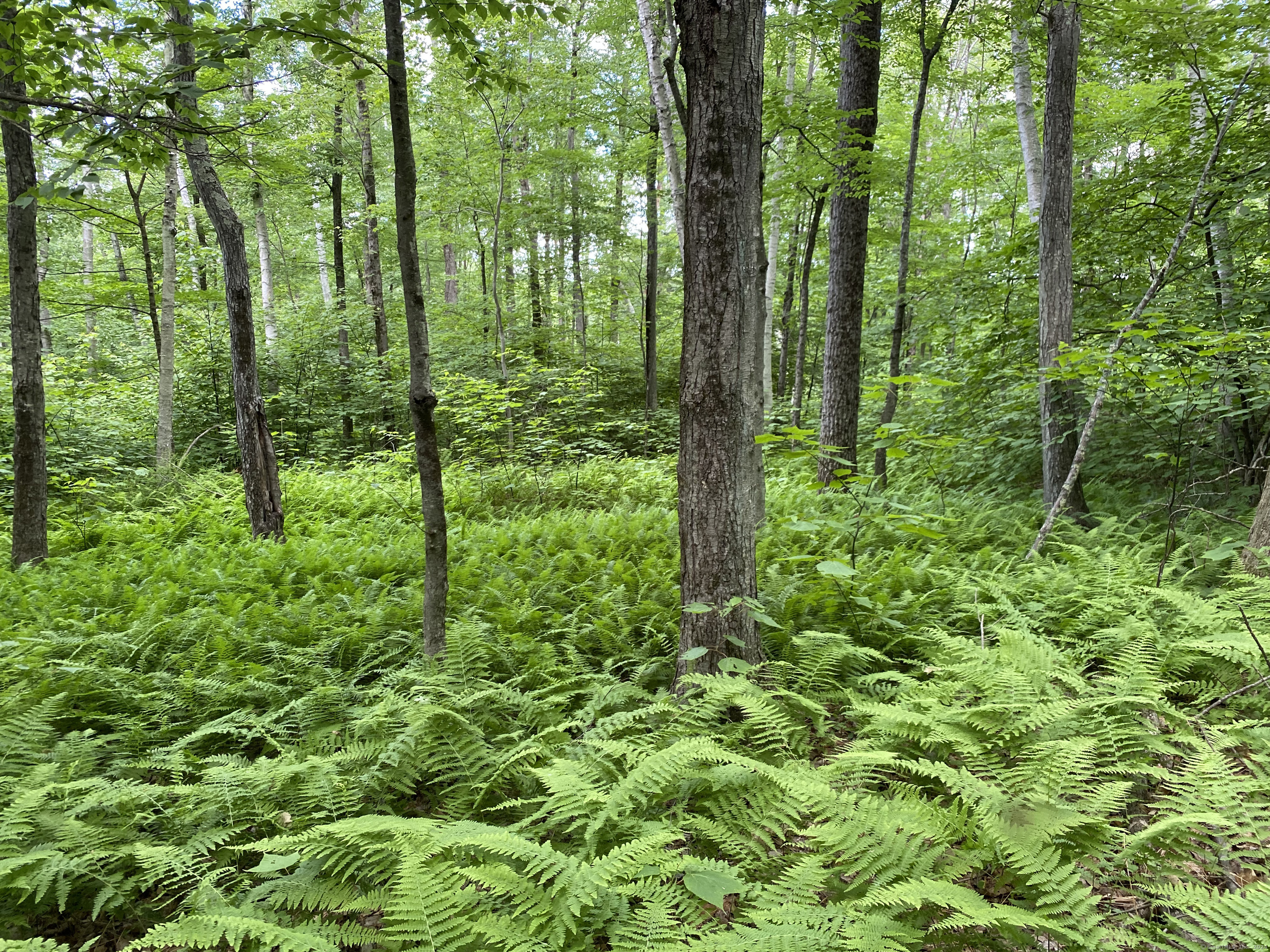Lot 7 0 Silver Hill Road, Sharon, Connecticut image 5