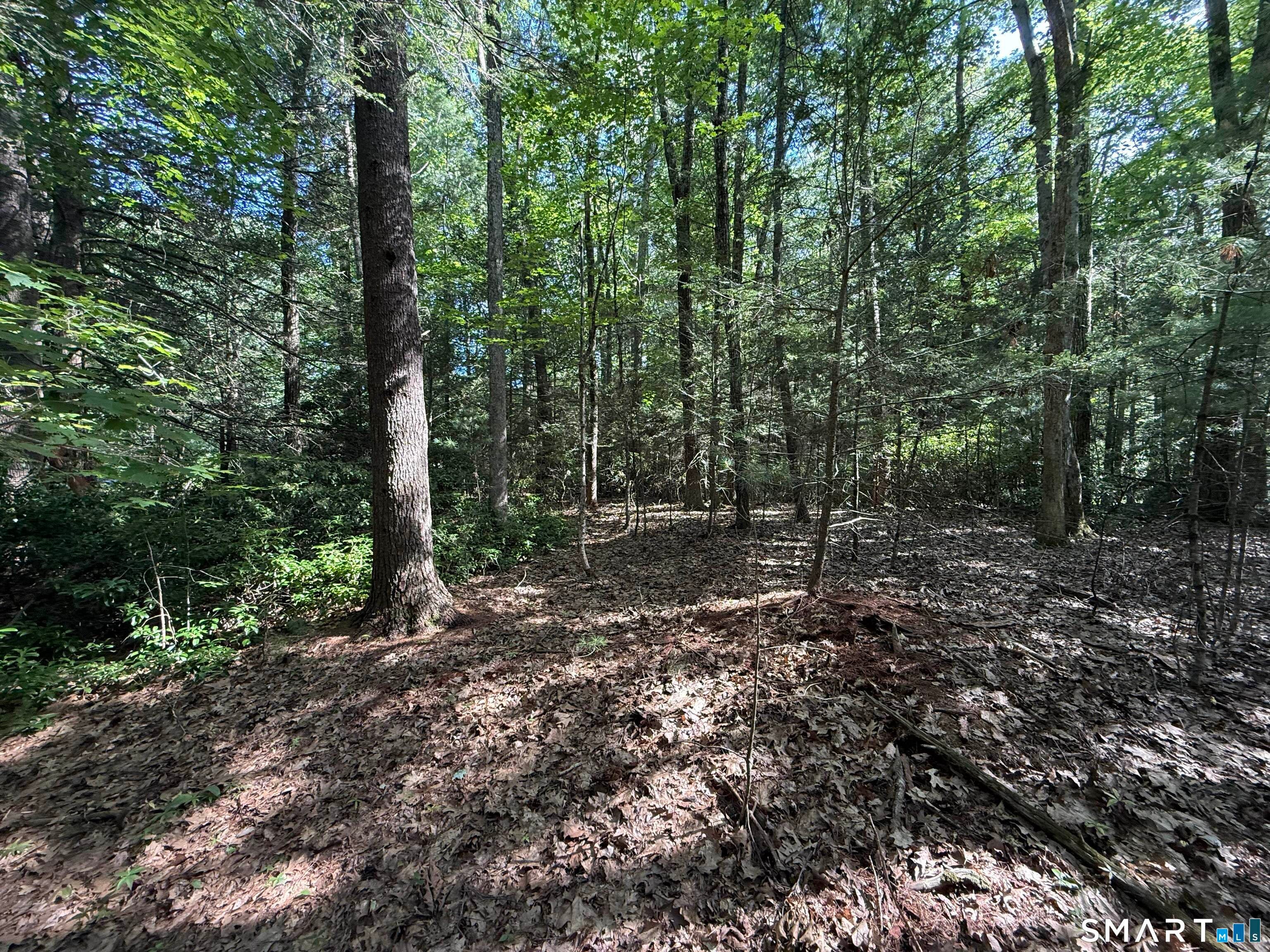 Tayler Trail