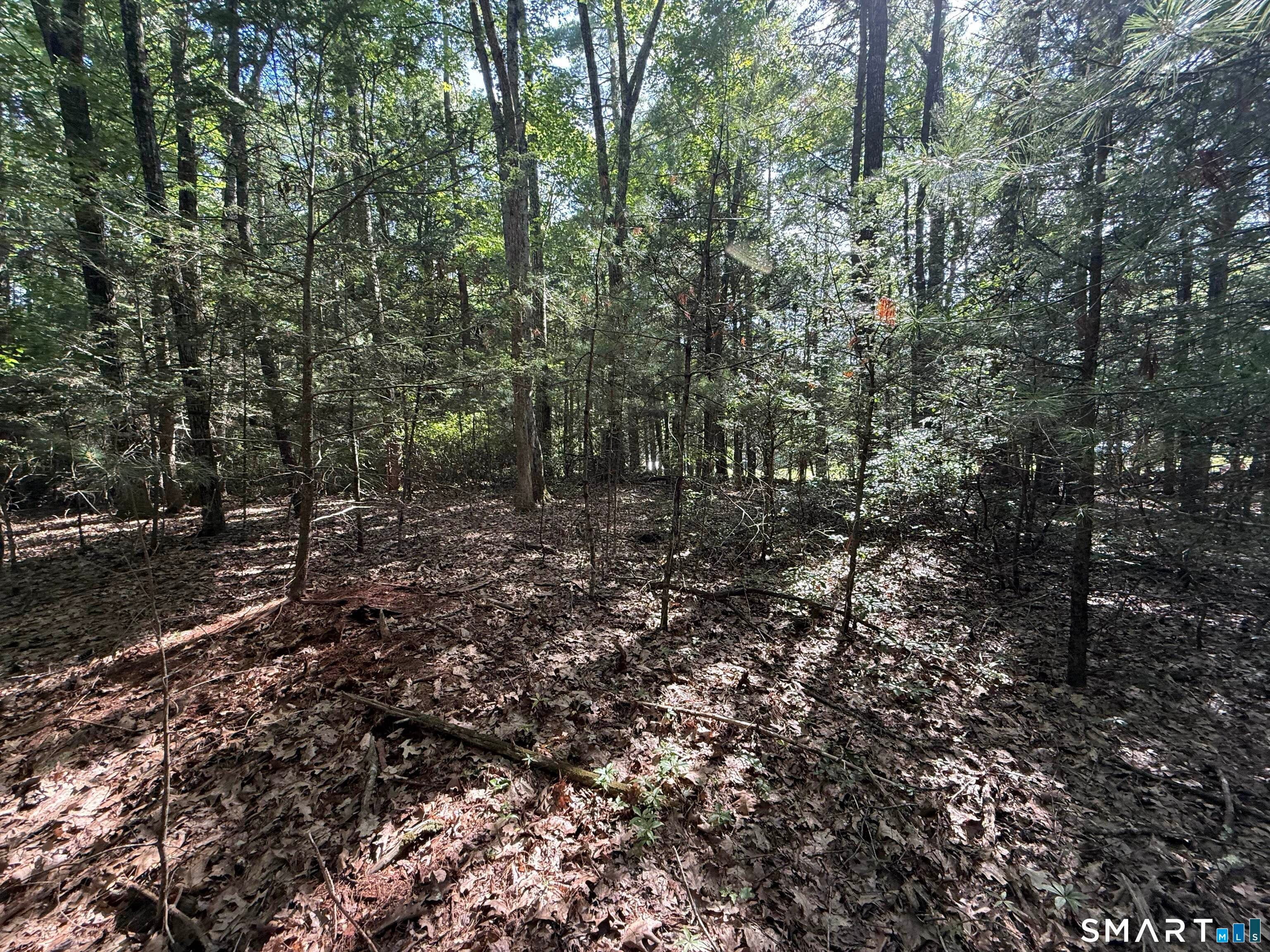 Tayler Trail
