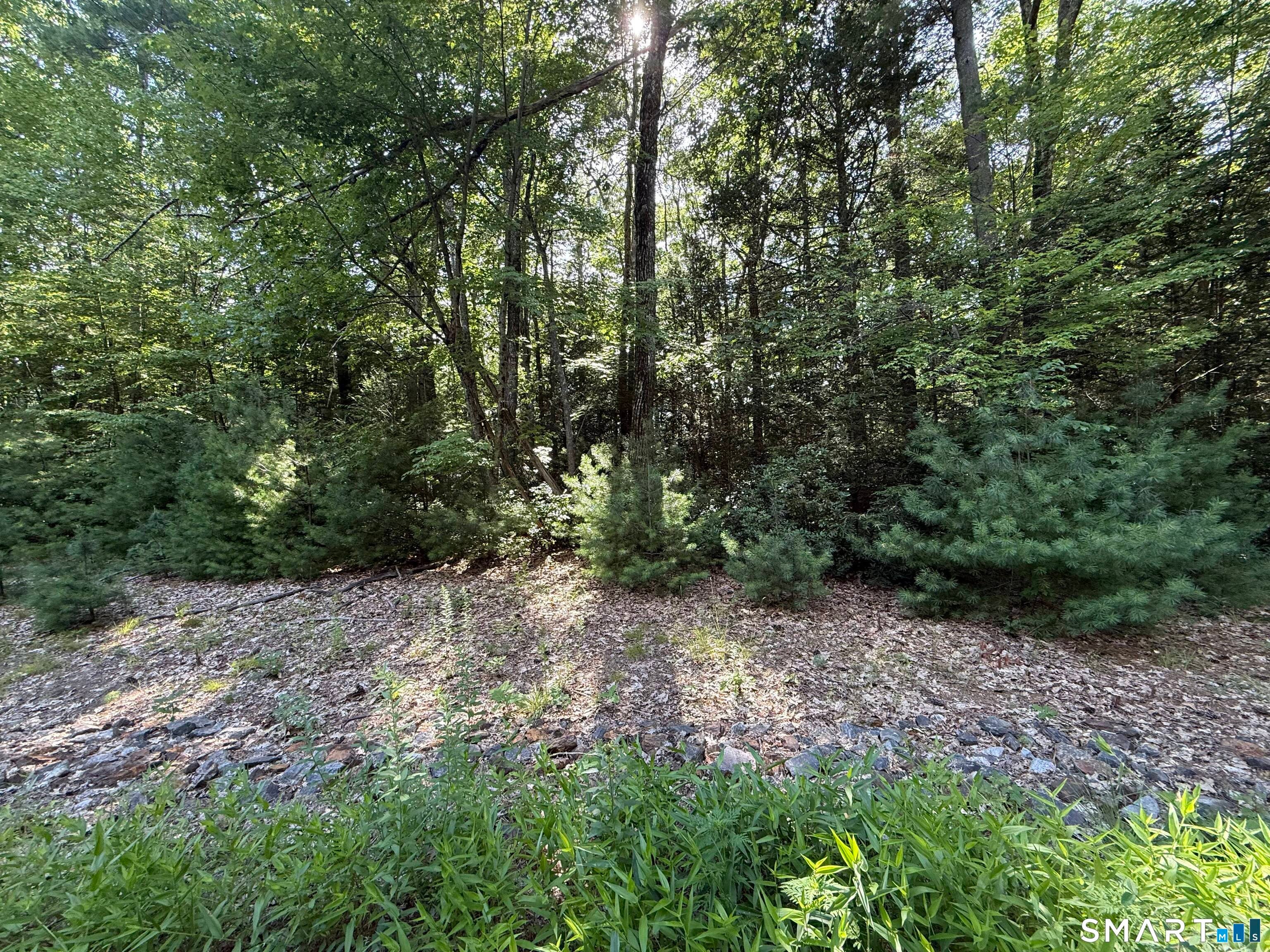Tayler Trail