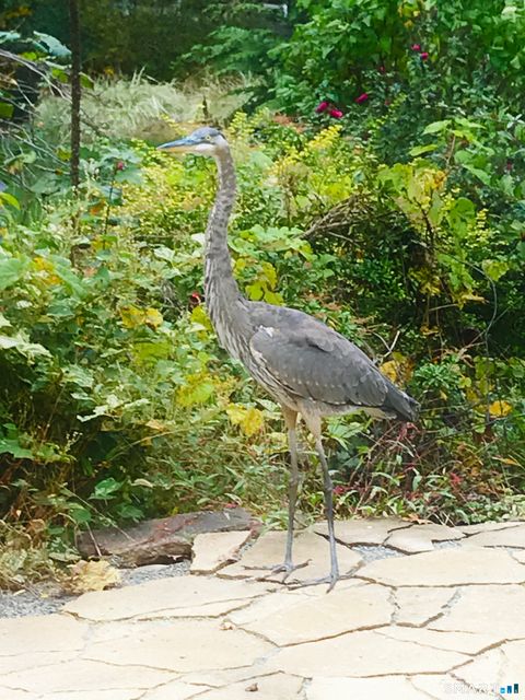 Tiny photo for 227 Dublin Hill Road, Southbury, CT 06488 (MLS # 24153354)