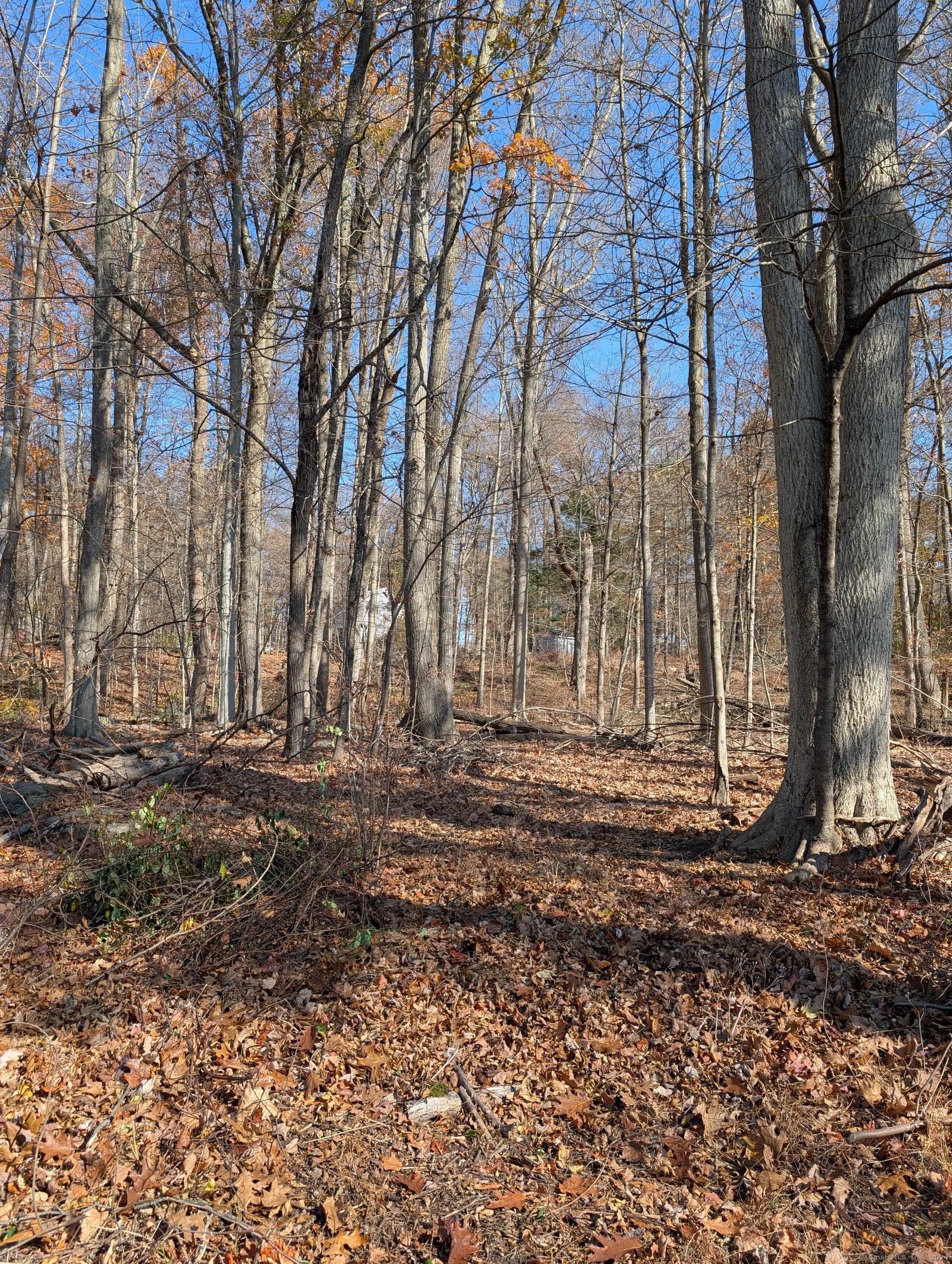 Spring Road, Coventry, Connecticut image 4
