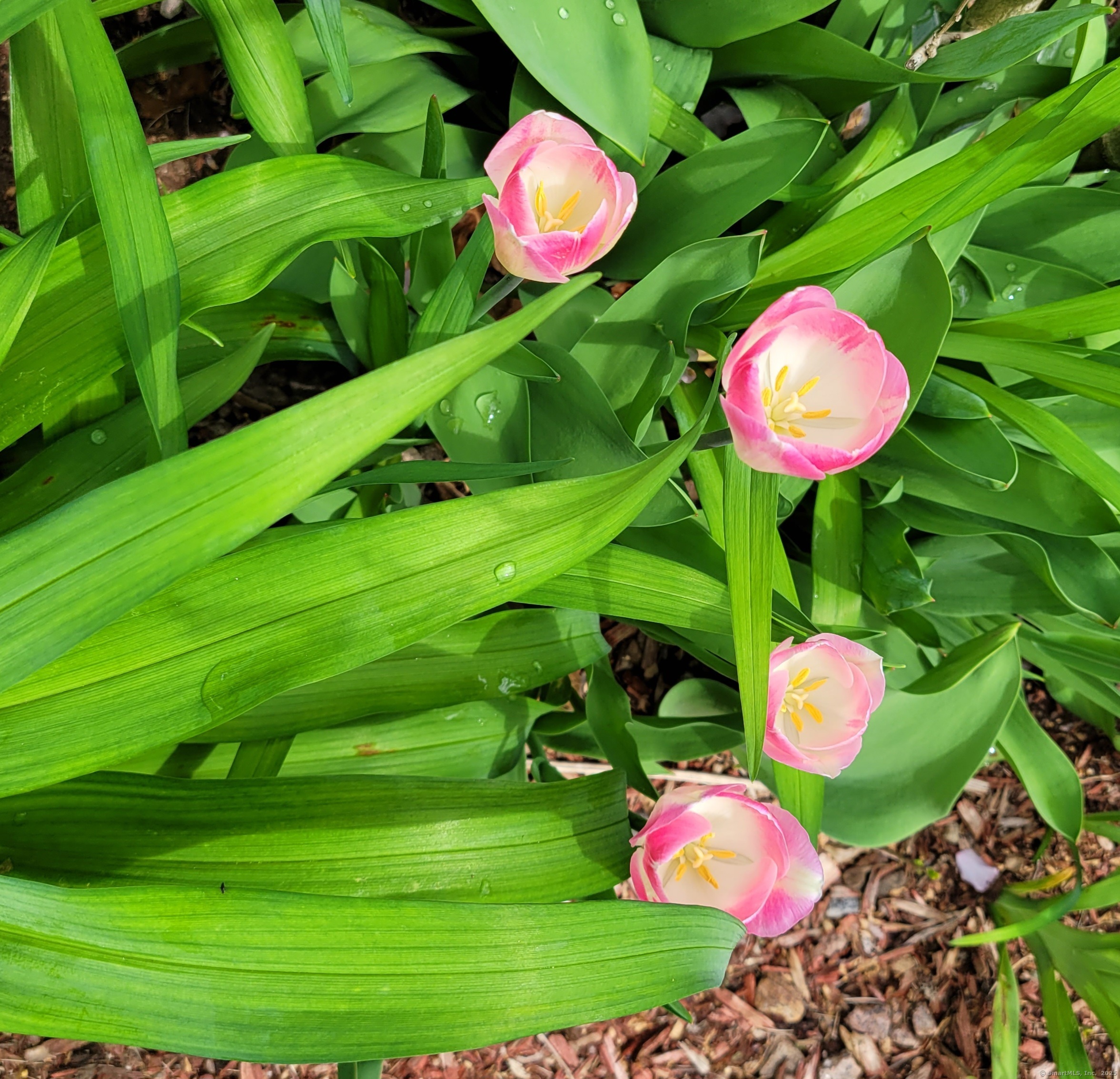 175 Ledgeland Drive, Groton, Connecticut image 24