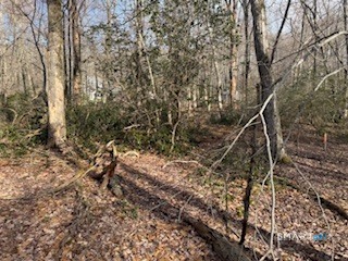 Swain Johnson Trail 2