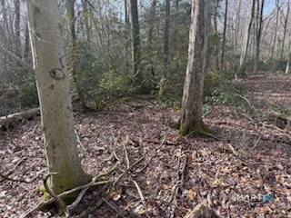 Swain Johnson Trail 2