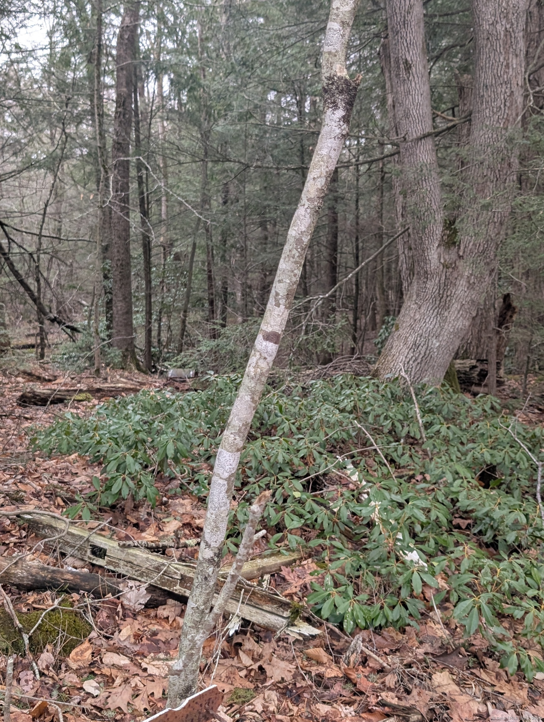 00 Fritz Road, Colebrook, Connecticut image 4