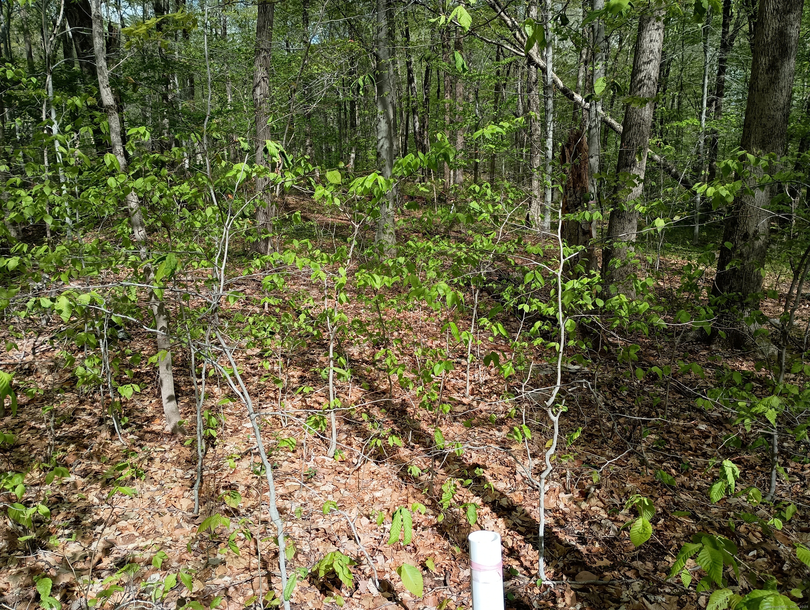 Litchfield Road, Watertown, Connecticut image 9
