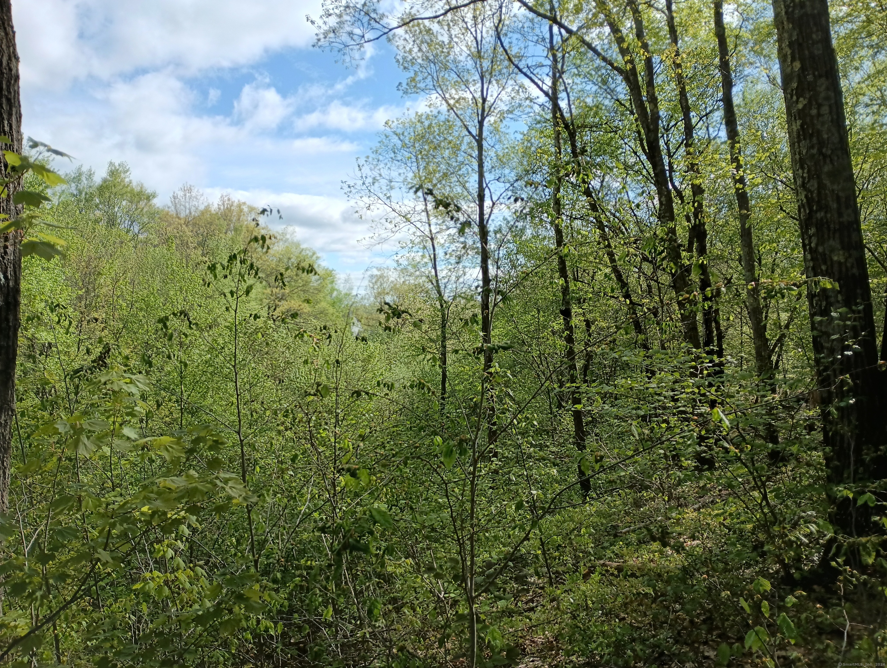 Litchfield Road, Watertown, Connecticut image 1