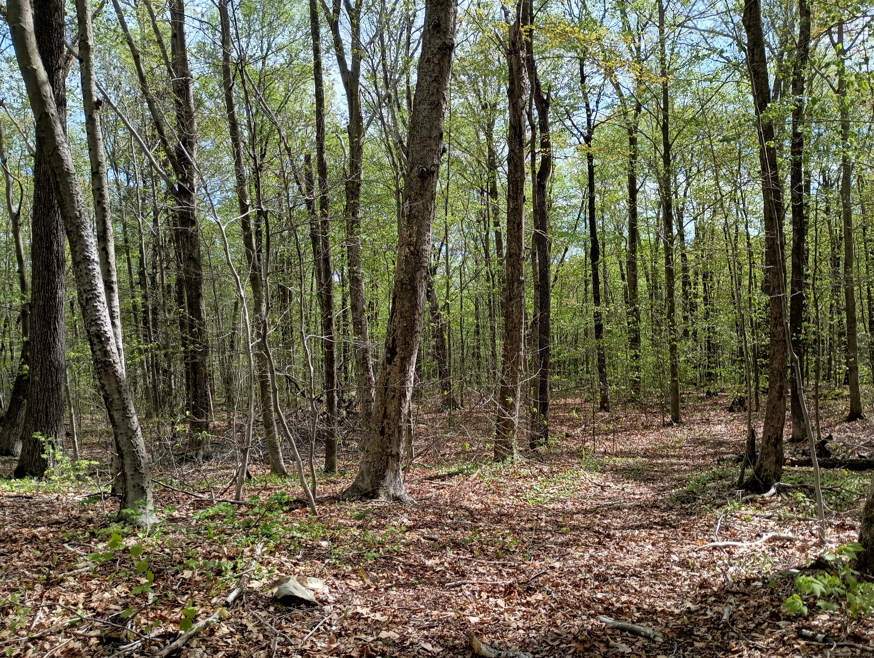 Litchfield Road, Watertown, Connecticut image 16