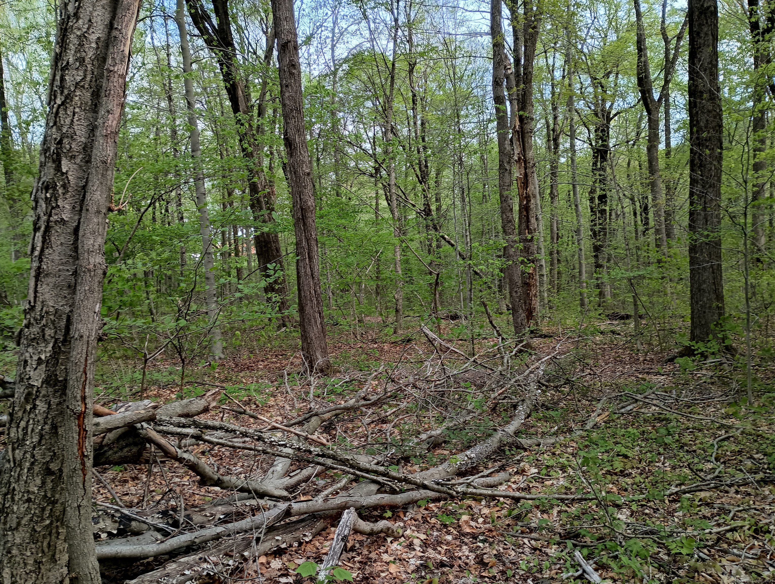 Litchfield Road, Watertown, Connecticut image 13