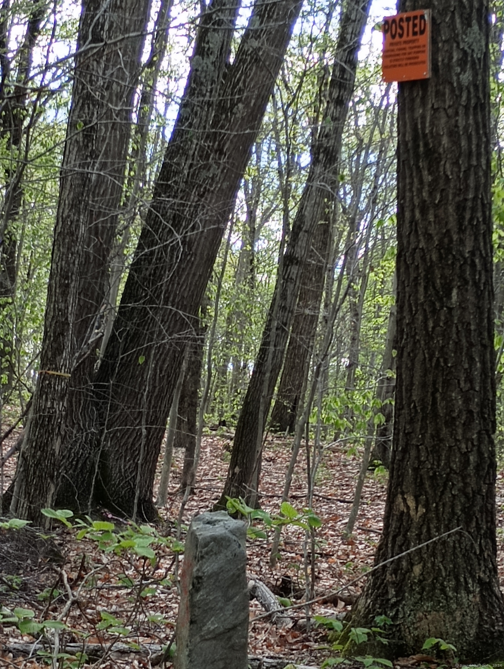 Litchfield Road, Watertown, Connecticut image 15