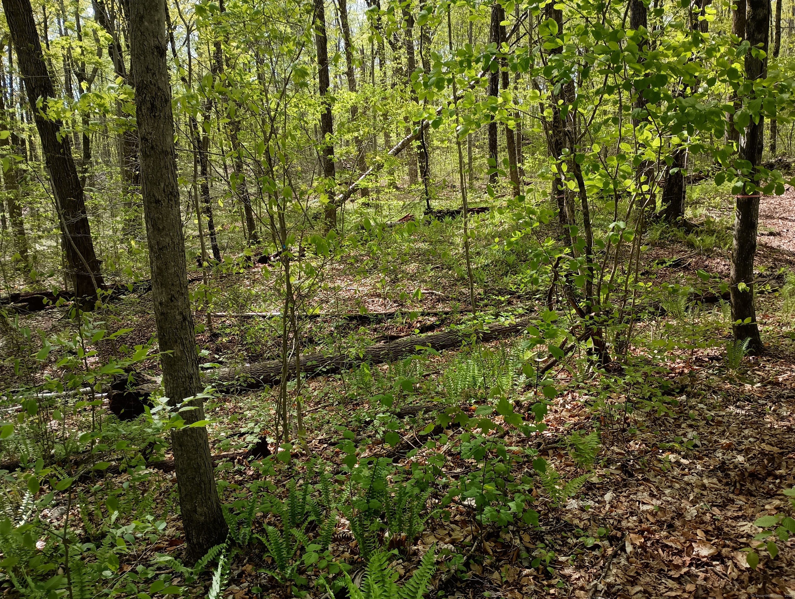 Litchfield Road, Watertown, Connecticut image 19