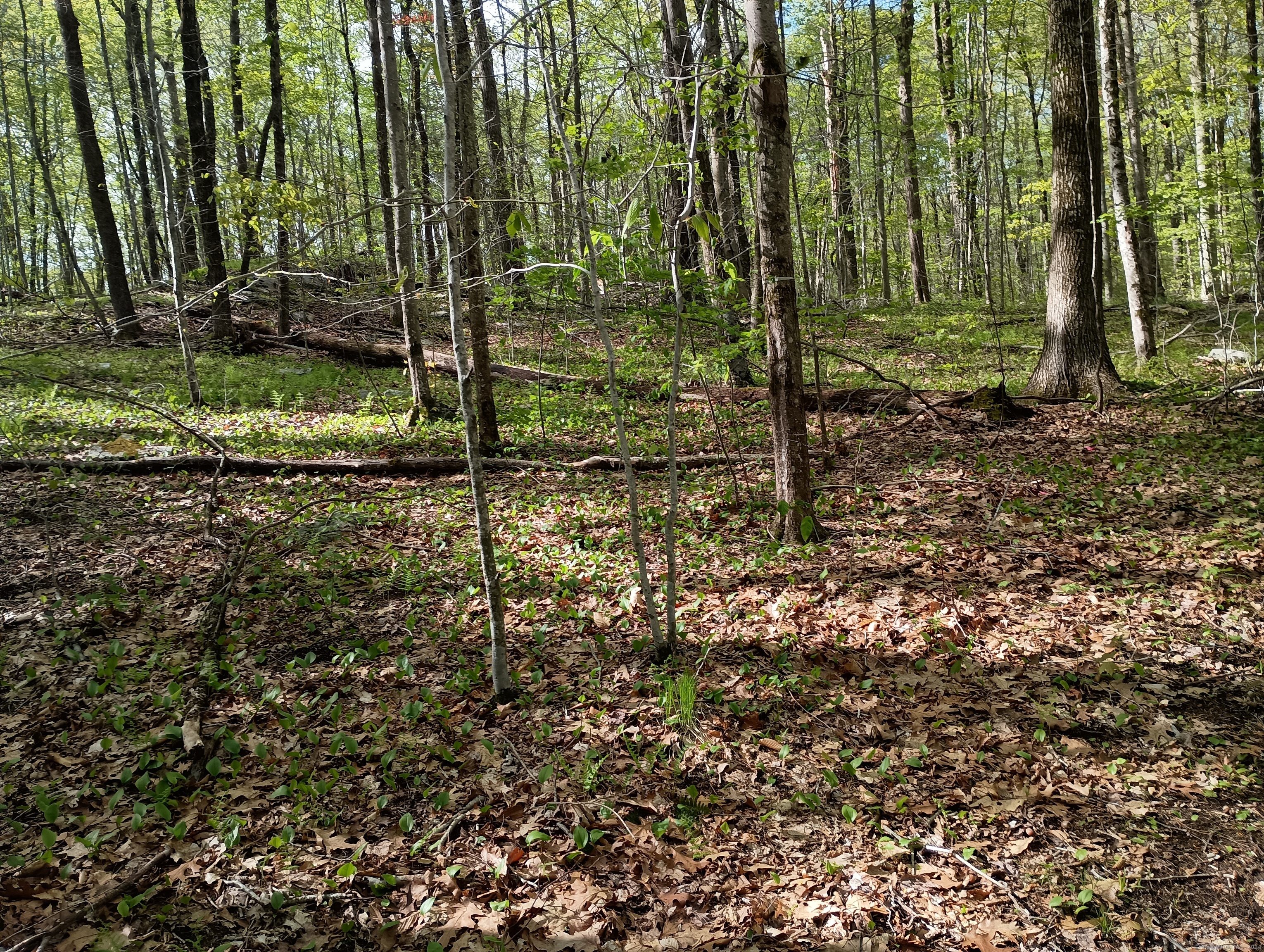 Litchfield Road, Watertown, Connecticut image 7