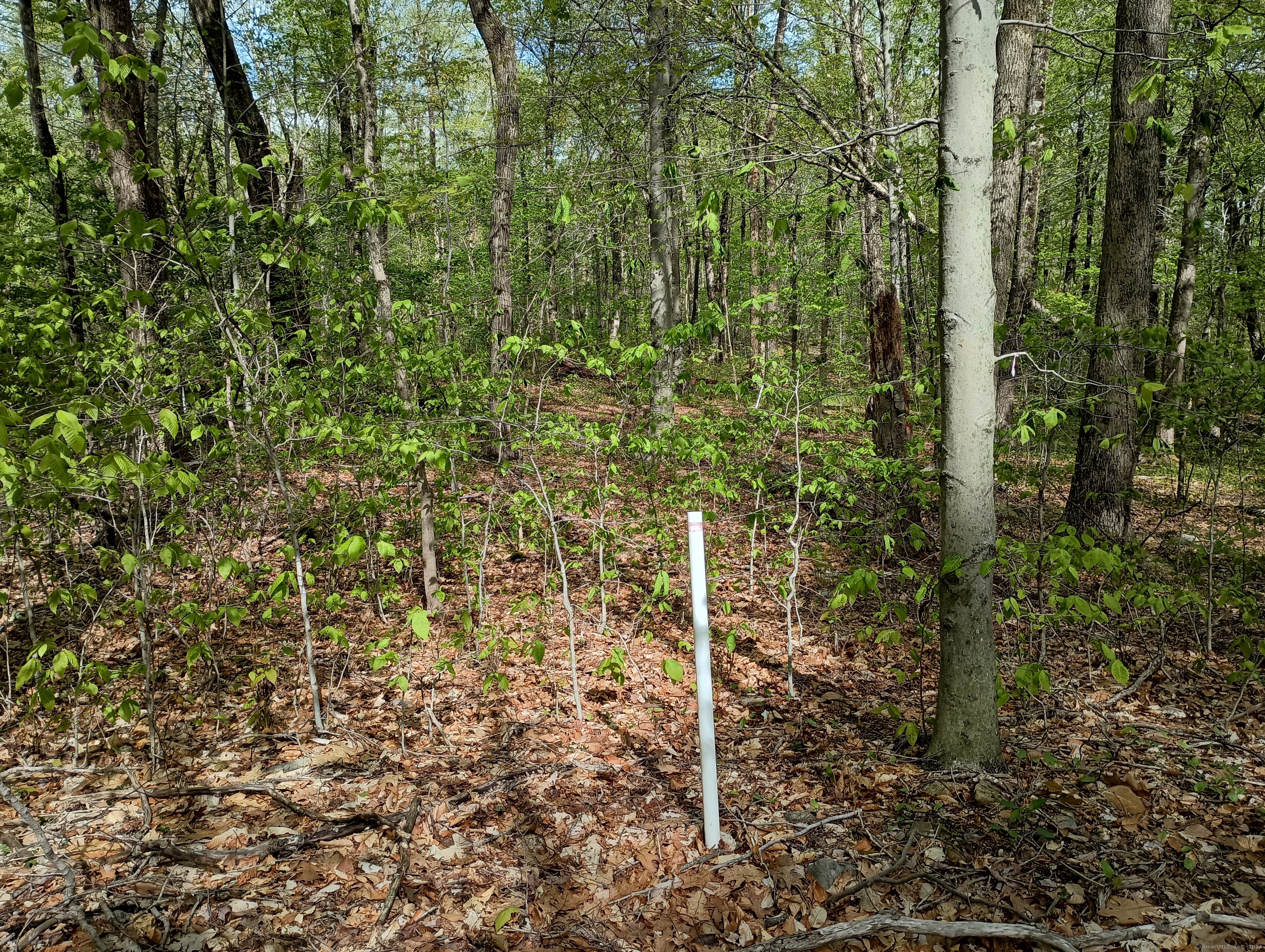 Litchfield Road, Watertown, Connecticut image 8