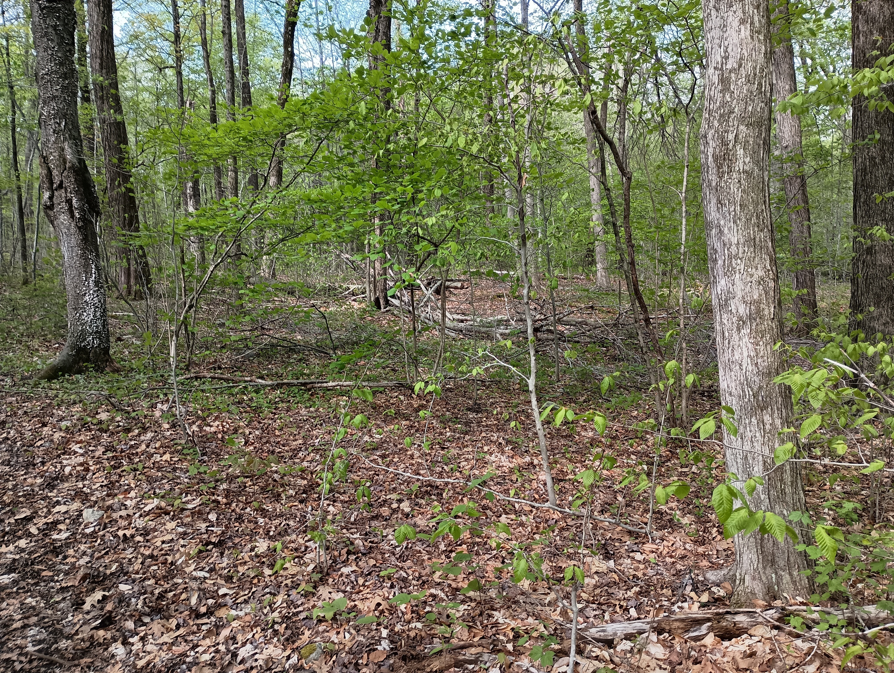 Litchfield Road, Watertown, Connecticut image 12