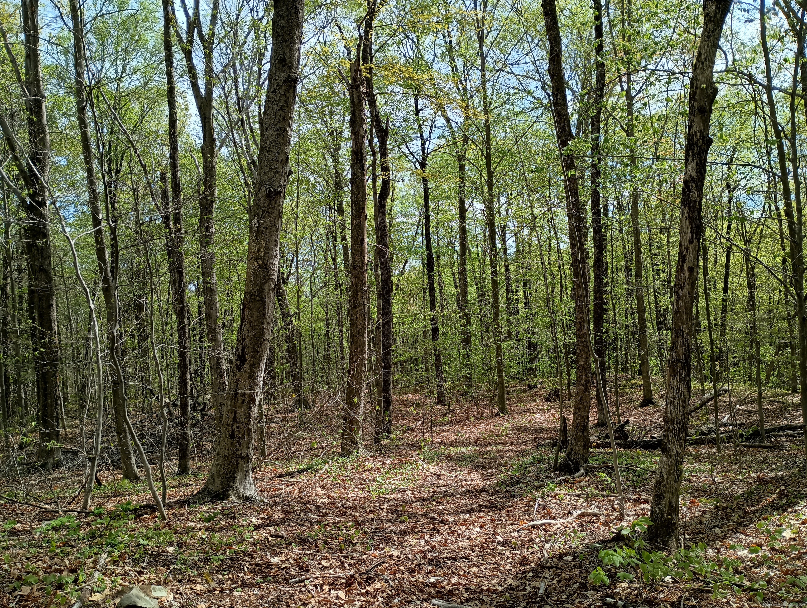 Litchfield Road, Watertown, Connecticut image 17
