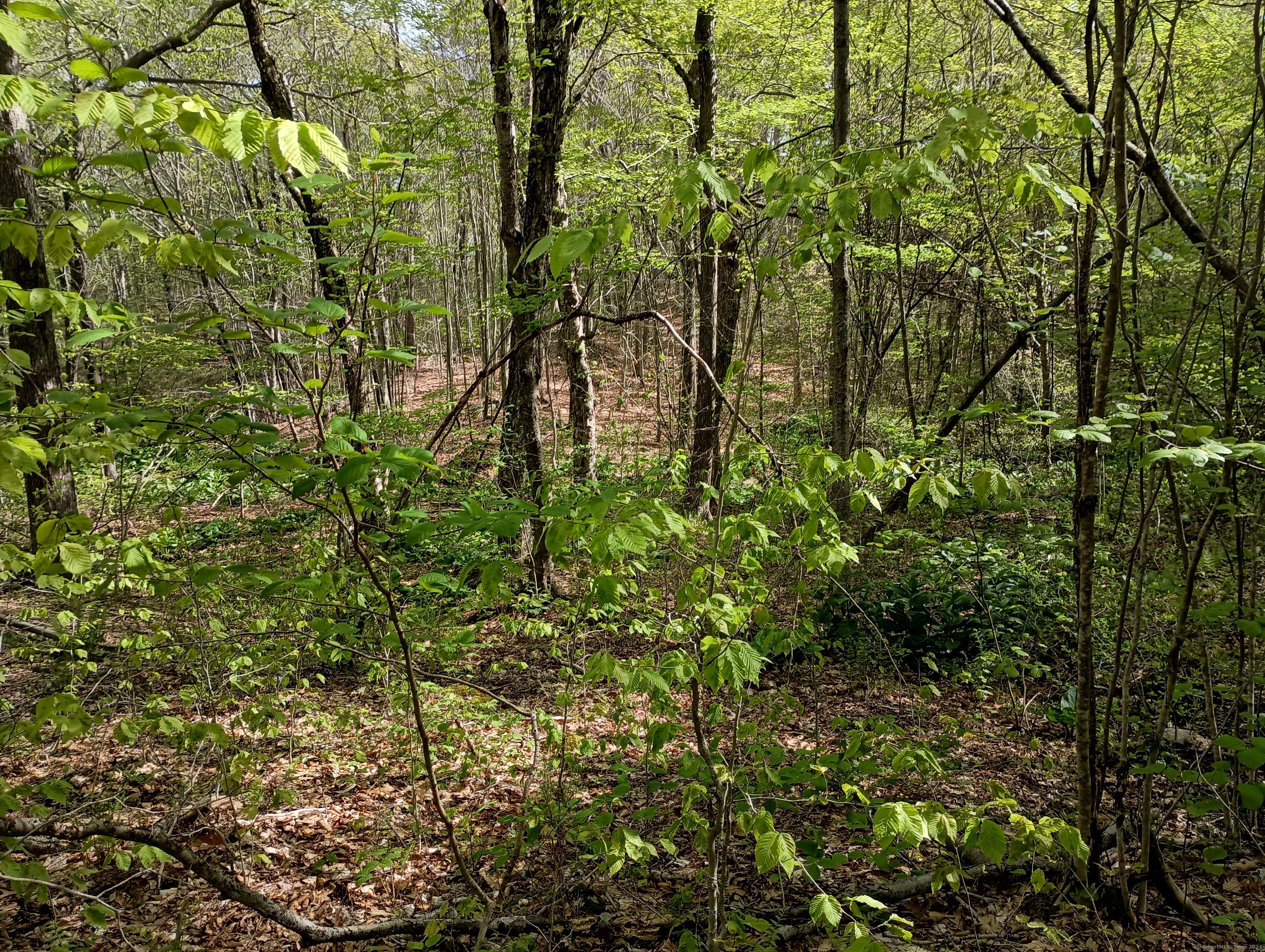 Litchfield Road, Watertown, Connecticut image 6