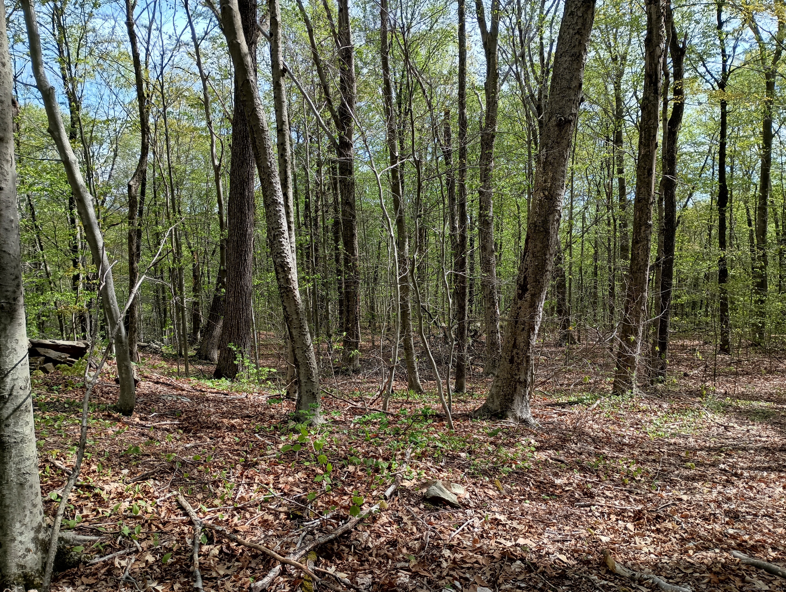 Litchfield Road, Watertown, Connecticut image 18
