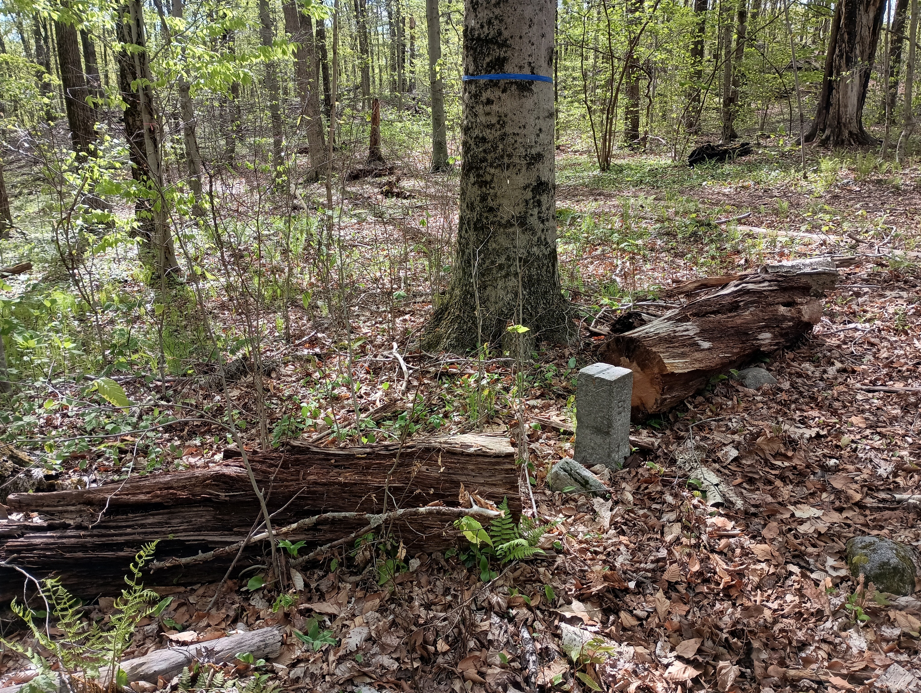 Litchfield Road, Watertown, Connecticut image 10
