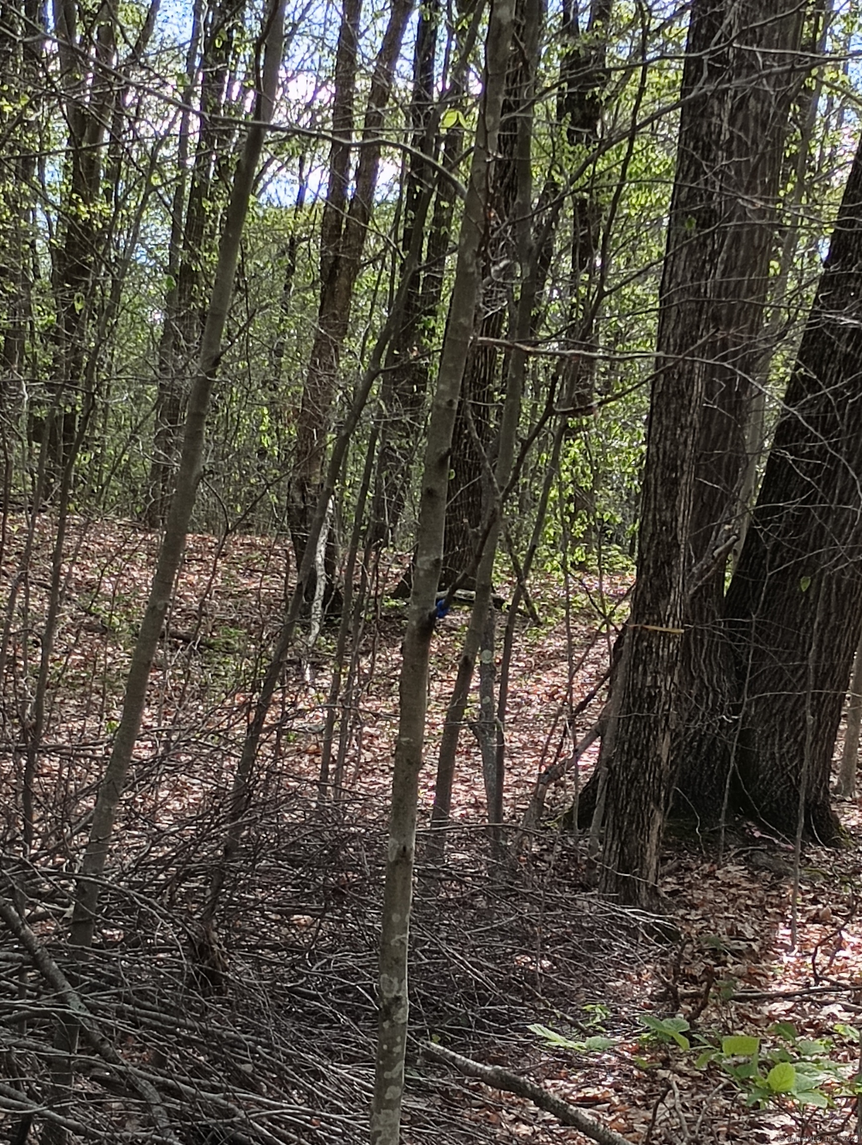Litchfield Road, Watertown, Connecticut image 14
