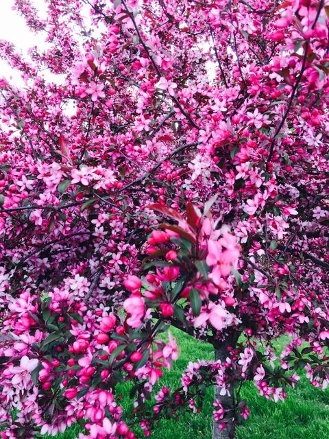 Tiny photo for 8 DOGWOOD Place, Harrisburg, IL 62946 (MLS # EB460493)