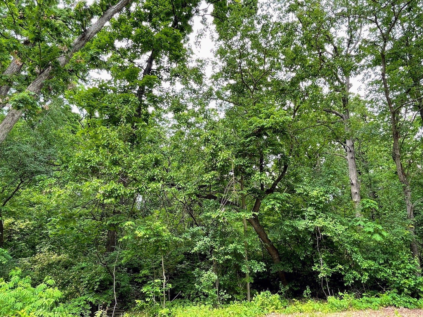 7408 Forest Oak Drive
