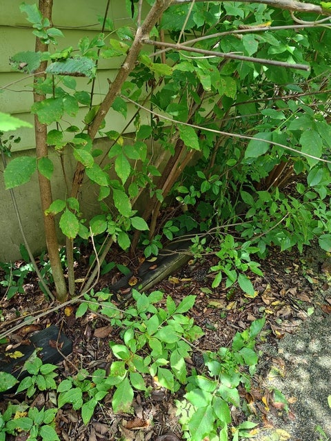 Tiny photo for 10802 W York House Road, Beach Park, IL 60087 (MLS # 12740071)