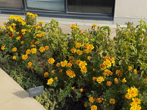 Tiny photo for 3930 N Pine Grove Avenue #1109, Chicago, IL 60613 (MLS # 12530311)