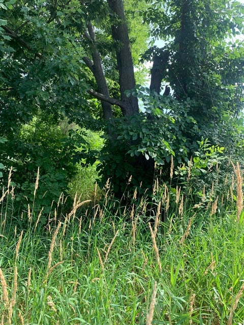 MLS: 12706890