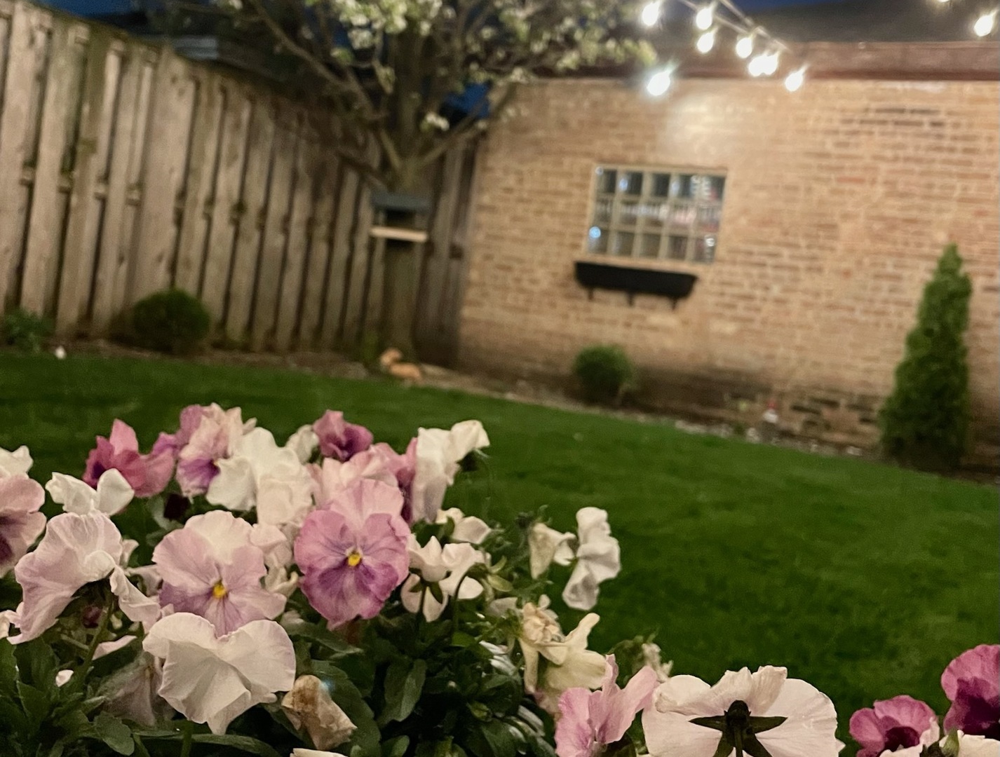 3764 N Oleander Avenue