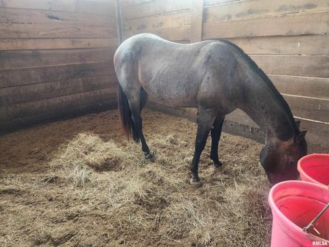 Tiny photo for 1230 US Hwy 45 N, Vienna, IL 62995 (MLS # QC4261732)