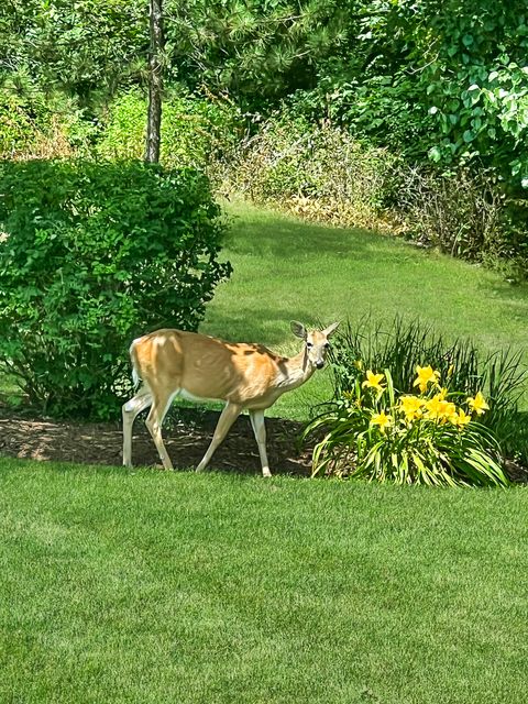 Tiny photo for 51 Crestview Drive, Oswego, IL 60543 (MLS # 12551303)