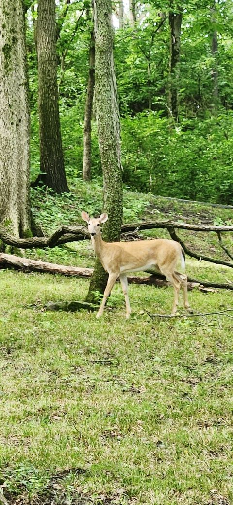 Tiny photo for 3085 W Southmor Road, Morris, IL 60450 (MLS # 12583020)