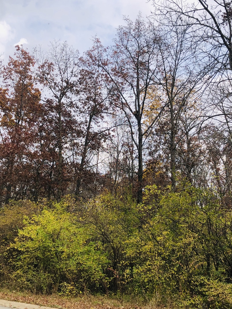 806 Echo (Lot 22) Trail