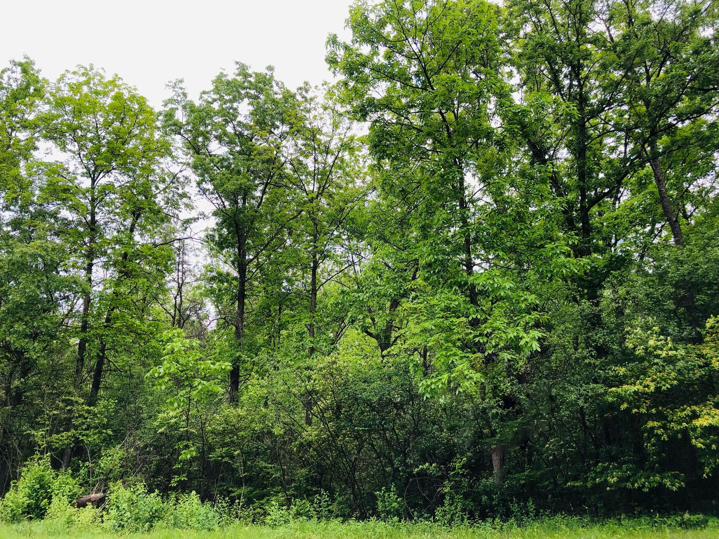 806 Echo (Lot 22) Trail