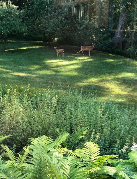 Tiny photo for 4N609 Pheasant Run Drive, St. Charles, IL 60175 (MLS # 12580157)