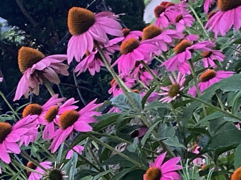 Tiny photo for 148 Wheeling Avenue, Wheeling, IL 60090 (MLS # 12505309)