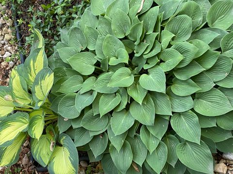 Tiny photo for 148 Wheeling Avenue, Wheeling, IL 60090 (MLS # 12505309)