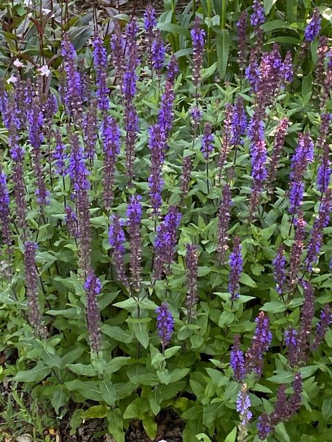 Tiny photo for 148 Wheeling Avenue, Wheeling, IL 60090 (MLS # 12505309)