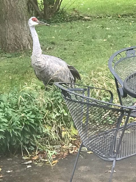 Tiny photo for 2761 County Road 1700 N, Ogden, IL 61859 (MLS # 12432651)