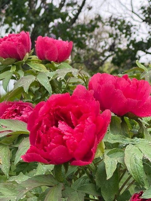 Tiny photo for 2761 County Road 1700 N, Ogden, IL 61859 (MLS # 12432651)