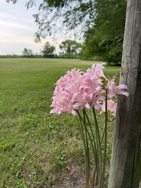 Tiny photo for 2761 County Road 1700 N, Ogden, IL 61859 (MLS # 12432651)