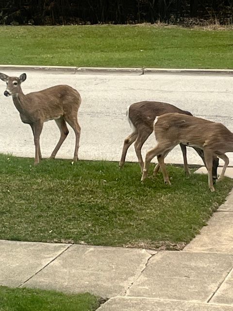 Tiny photo for 2222 S 15th Avenue, North Riverside, IL 60546 (MLS # 12600600)