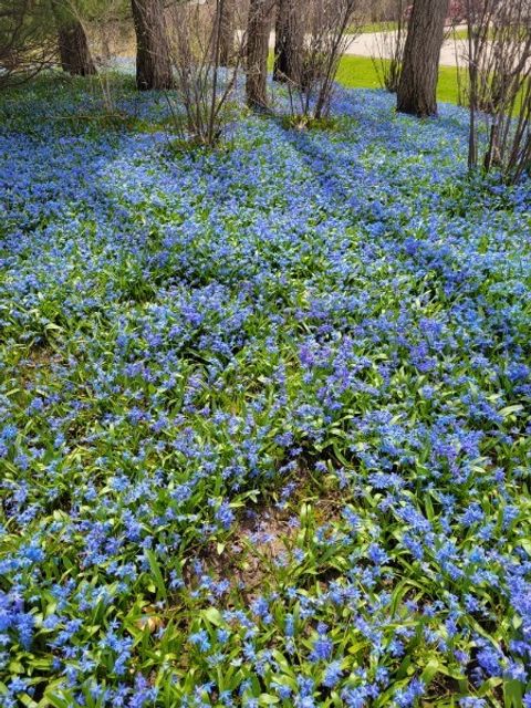 Tiny photo for 4910 Taffy Court, Richmond, IL 60071 (MLS # 12571640)