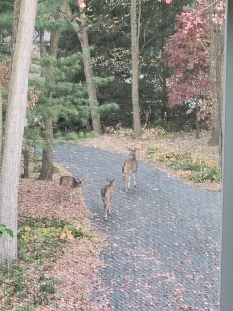 Tiny photo for 4910 Taffy Court, Richmond, IL 60071 (MLS # 12571640)